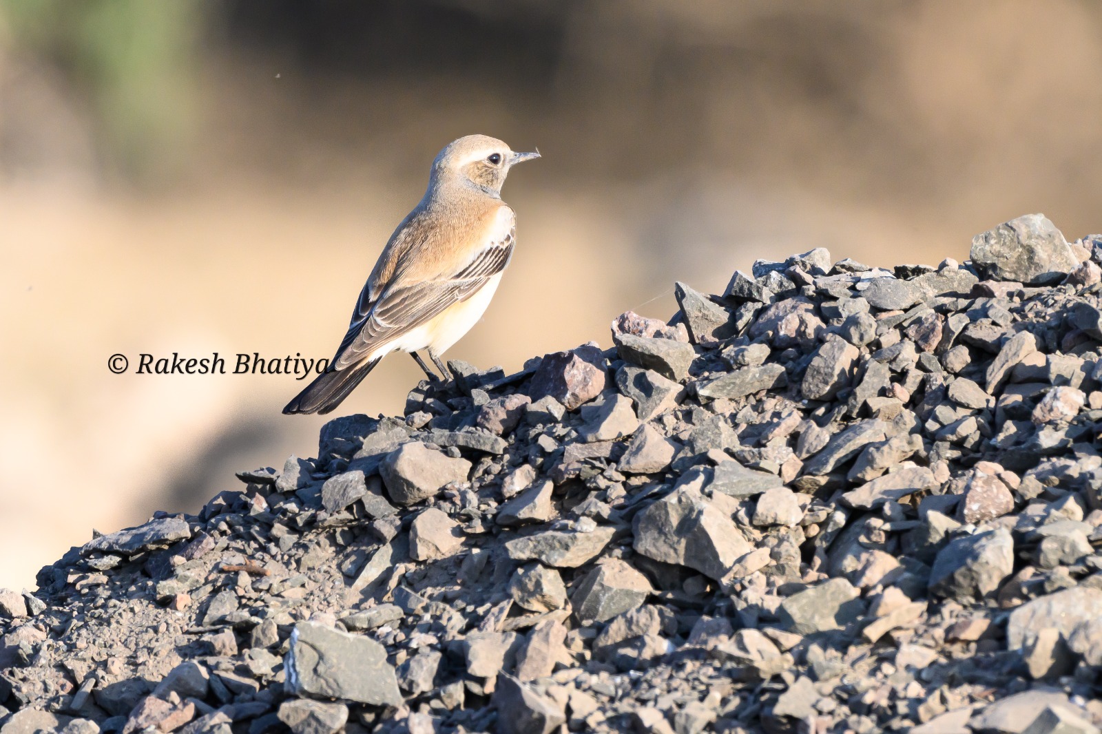 Desert Wheatear